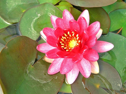 Zwerg-Seerose - Nymphea Perry's Baby Red